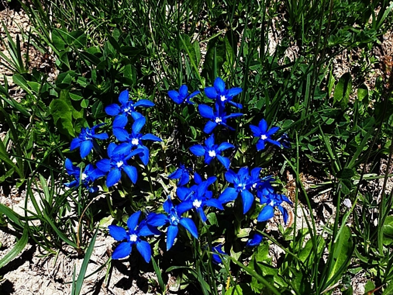 Blaue Blumenpracht auf der Sommerwanderung am Rinderberg