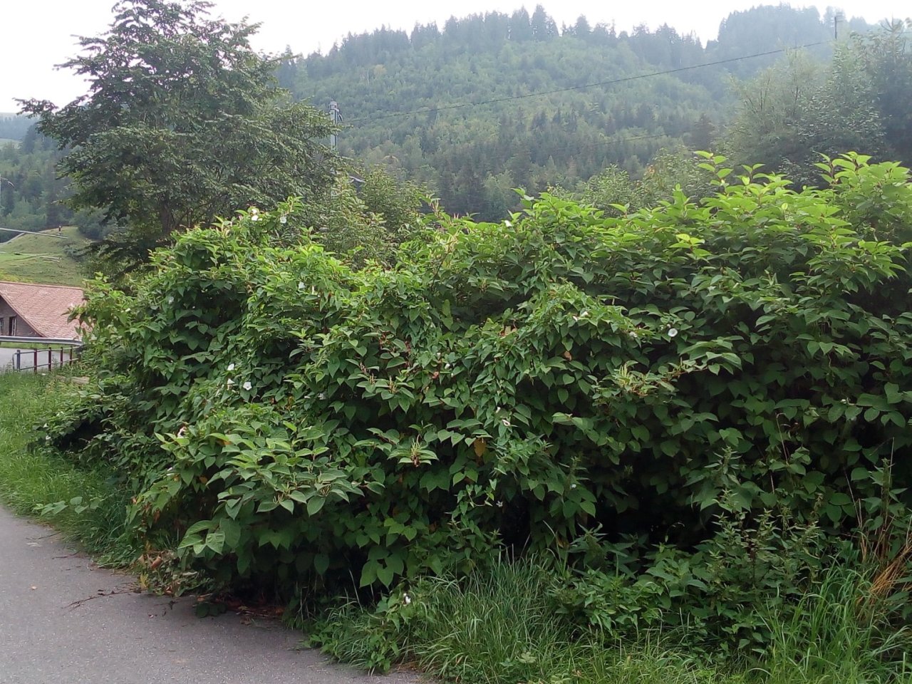 übermannshohe und saftig grüne Hecke: Japanknöterich
