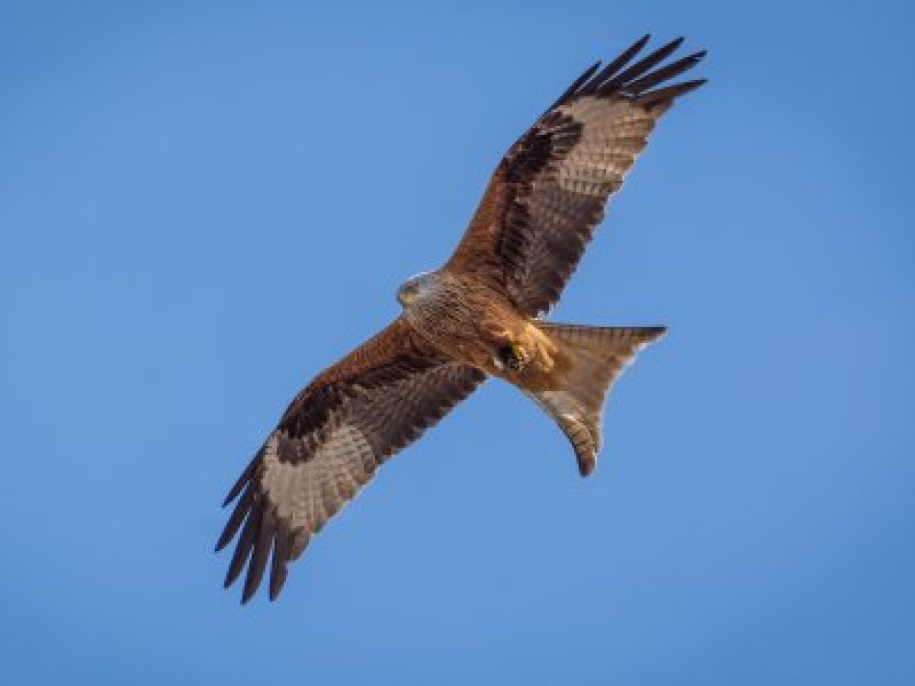 Vogelzug angucken! Rotmilan in der Luft mit ausgebreiteten Schwingen