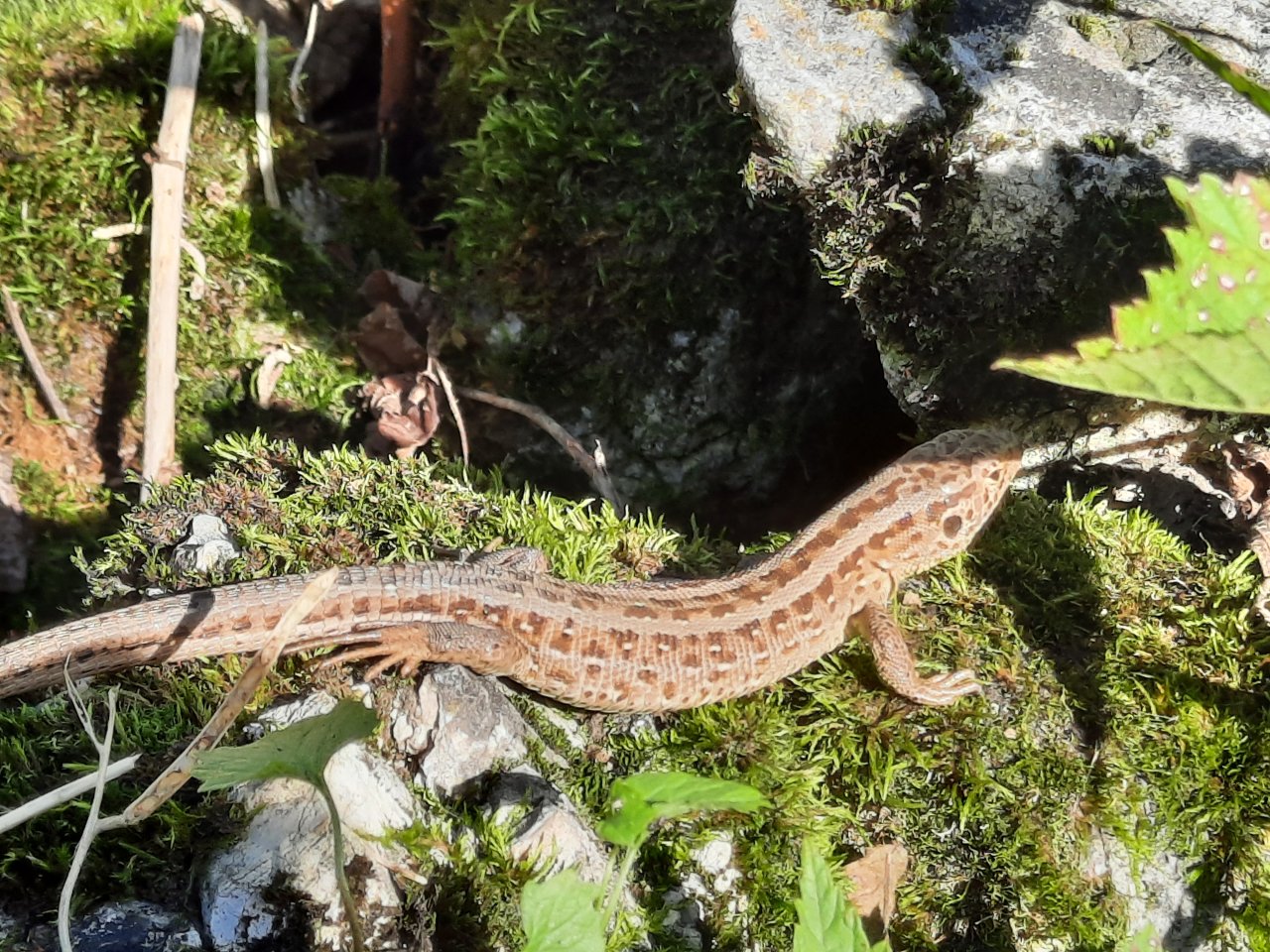 eine Eidechse sonnt sich sichtlich entspannt auf einem bemoosten Stein