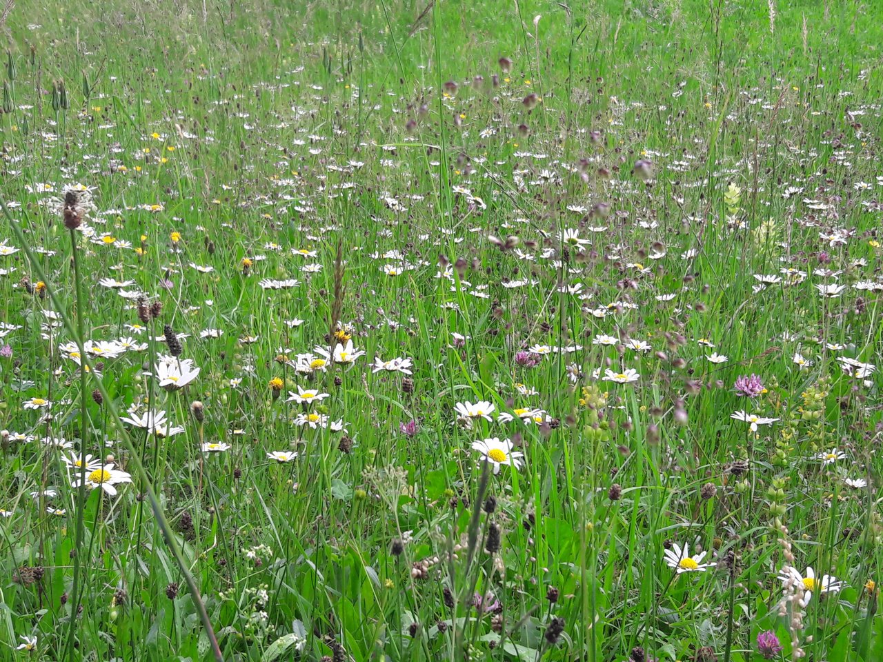 eine lockere gewachsene Wiese mit Margariten und anderen Blumen