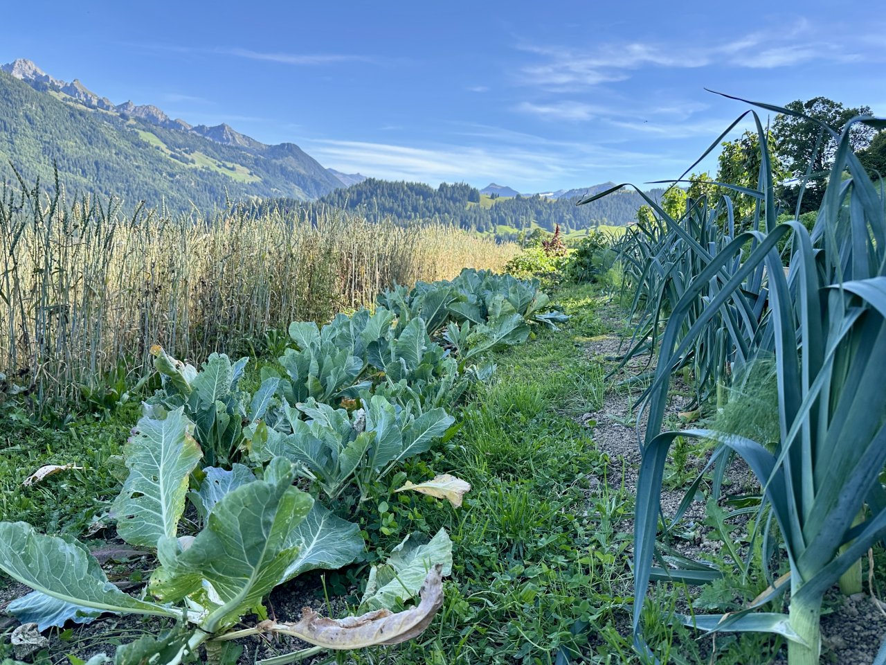 im Hintergrund Berge, vorn lange Reihen von Gemüsepflanzen