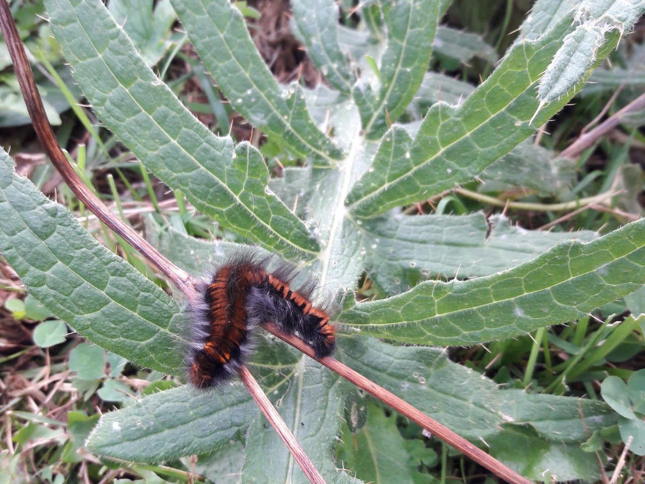 ein gefiedertes grosses Distelblatt mit einer Raupe...