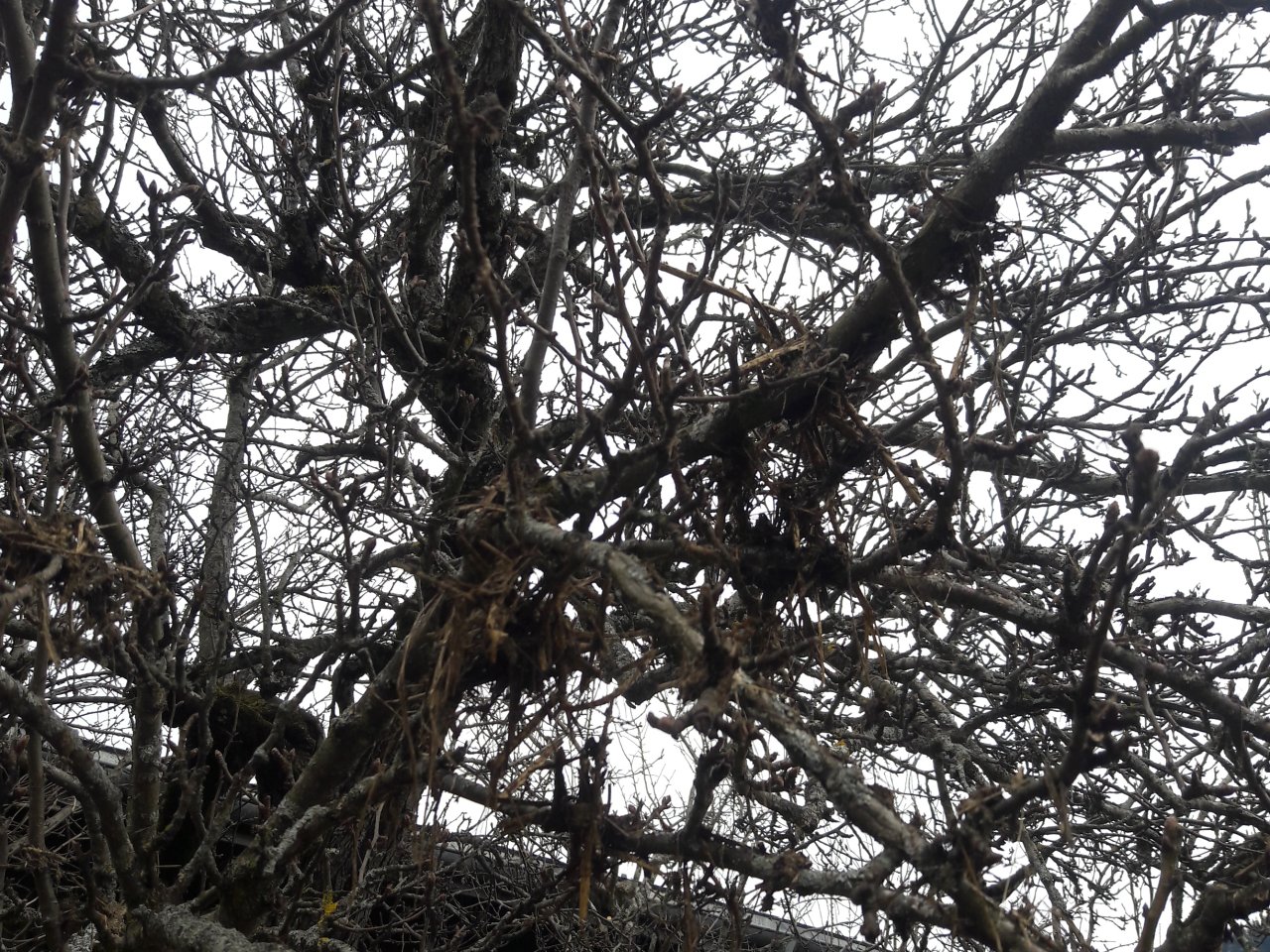 ein Astgewirr...    zuviel Holz, sagt der Fachmann. Es kommt zuwenig Licht rein.