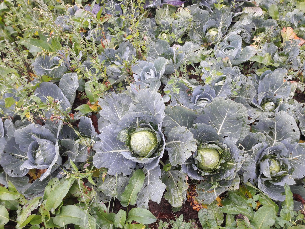 eine Sicht auf verstreut liegende Ferienhäuser