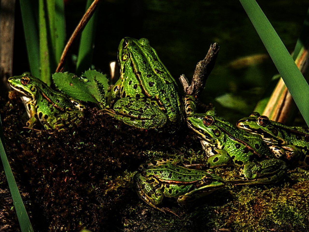 Grüne Frösche mit schwarzen Punkten chillen im Wasser