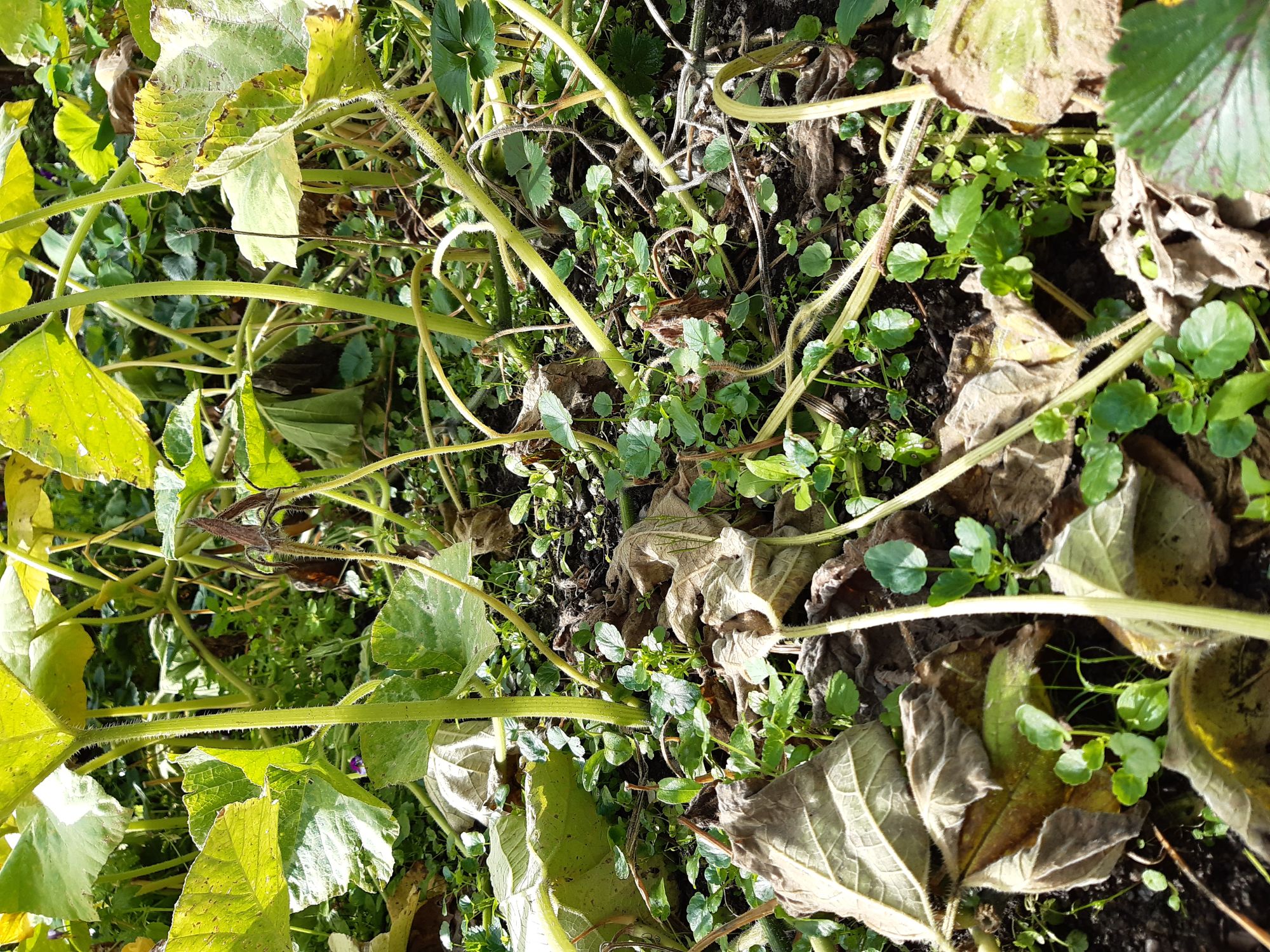 kuerbisbeet-luethi-web kuerbisbeet-luethi-web